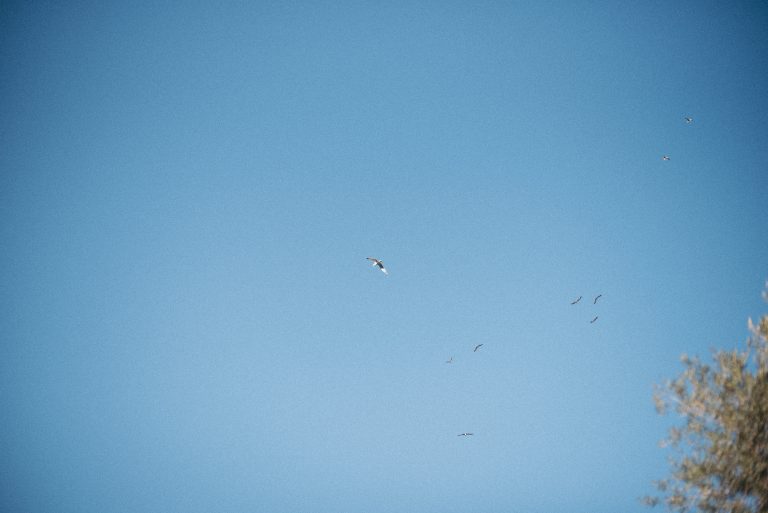 alzar el vuelo